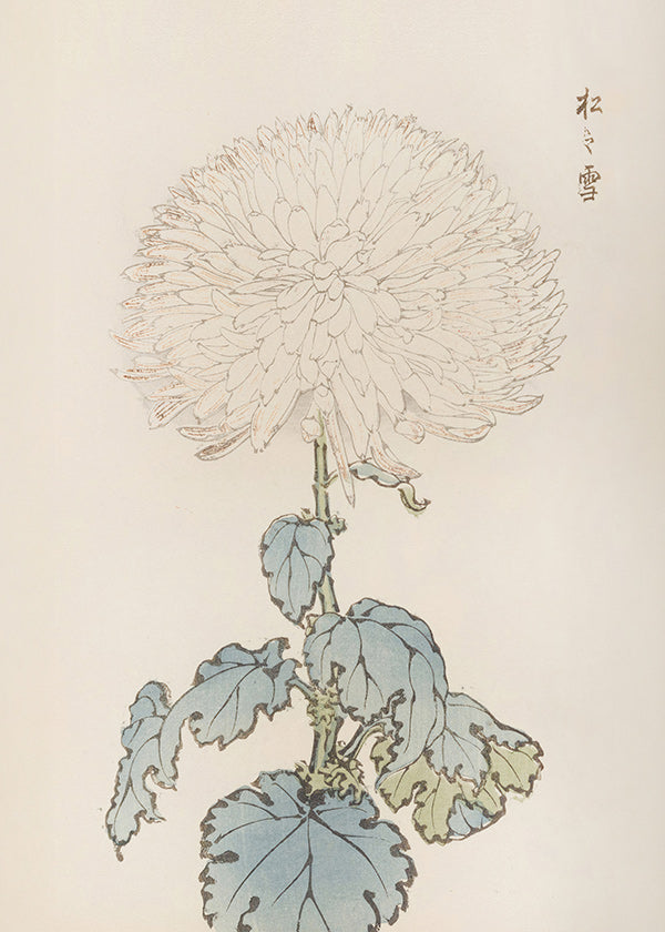 Botanisk poster: japansk krysantem i detalj