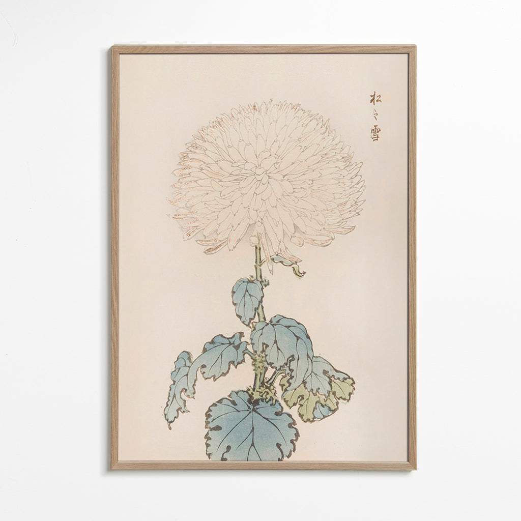 Botanisk poster: japansk krysantem i detalj