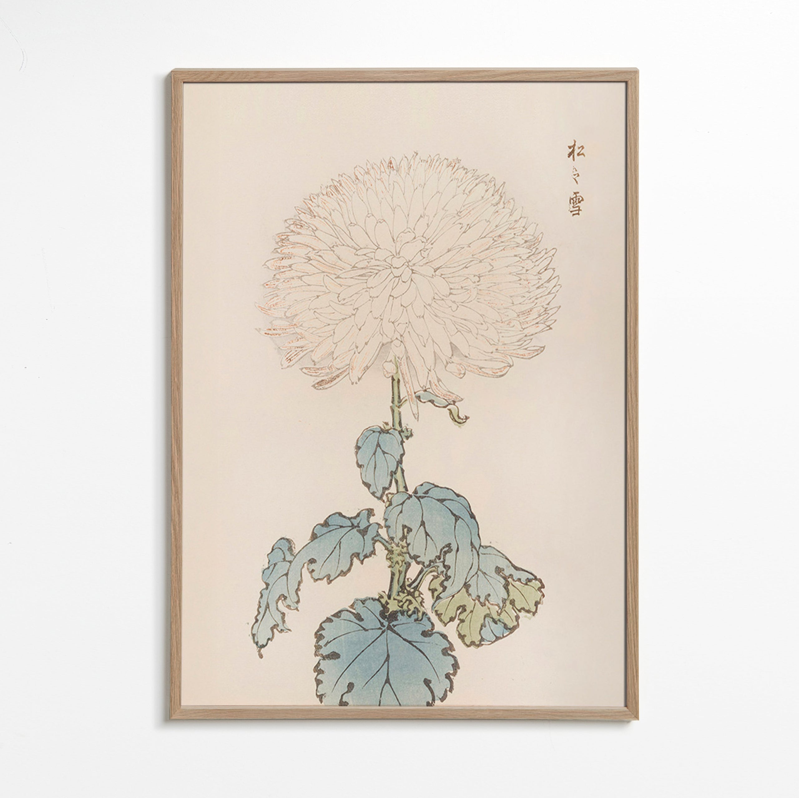 Botanisk poster: japansk krysantem i detalj