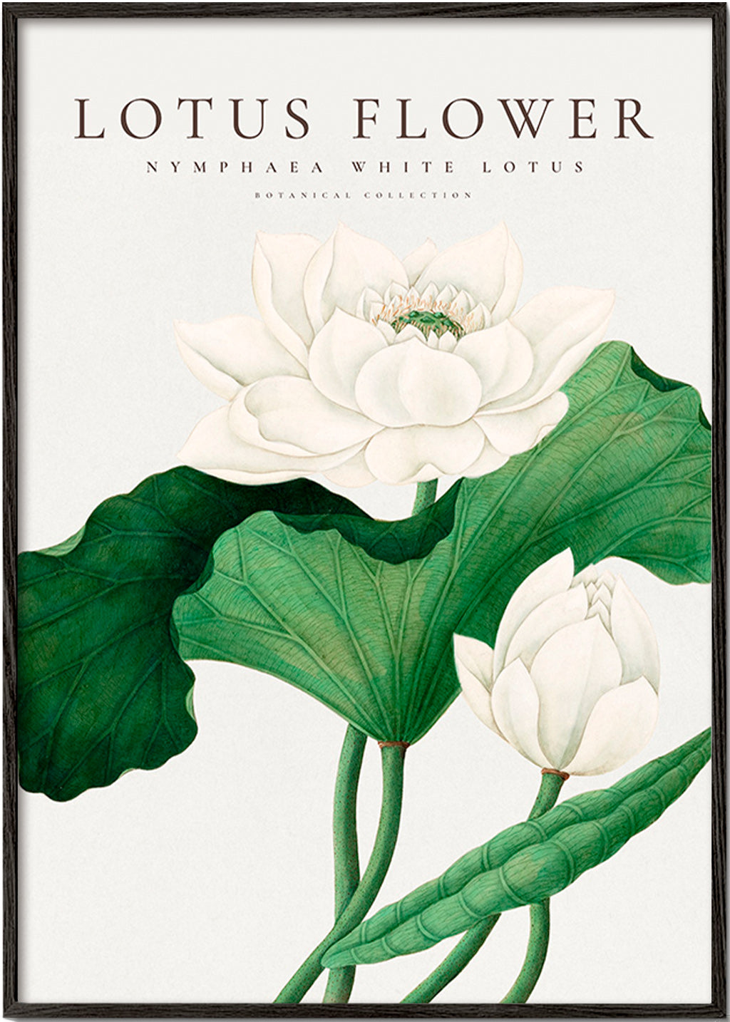 Botanisk poster Vit lotusstudie