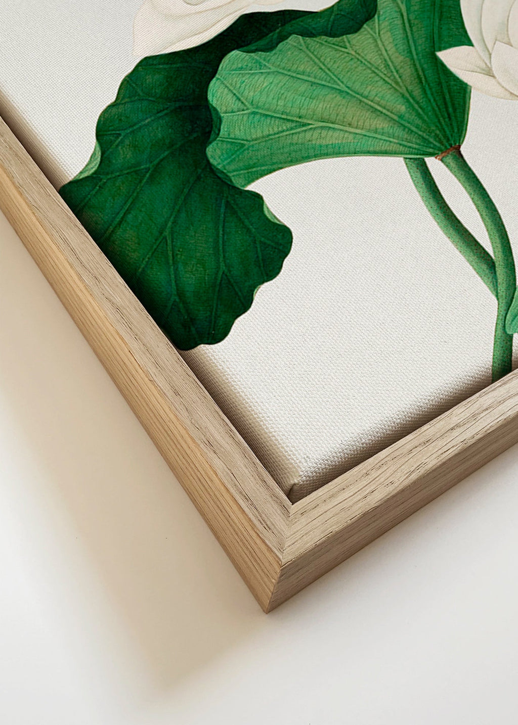 Botanisk poster Vit lotusstudie