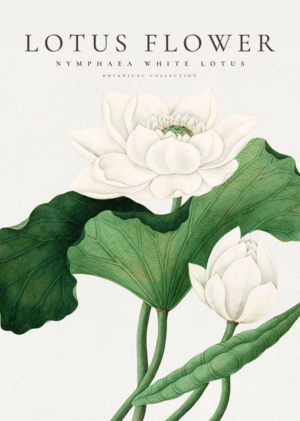 Botanisk poster Vit lotusstudie