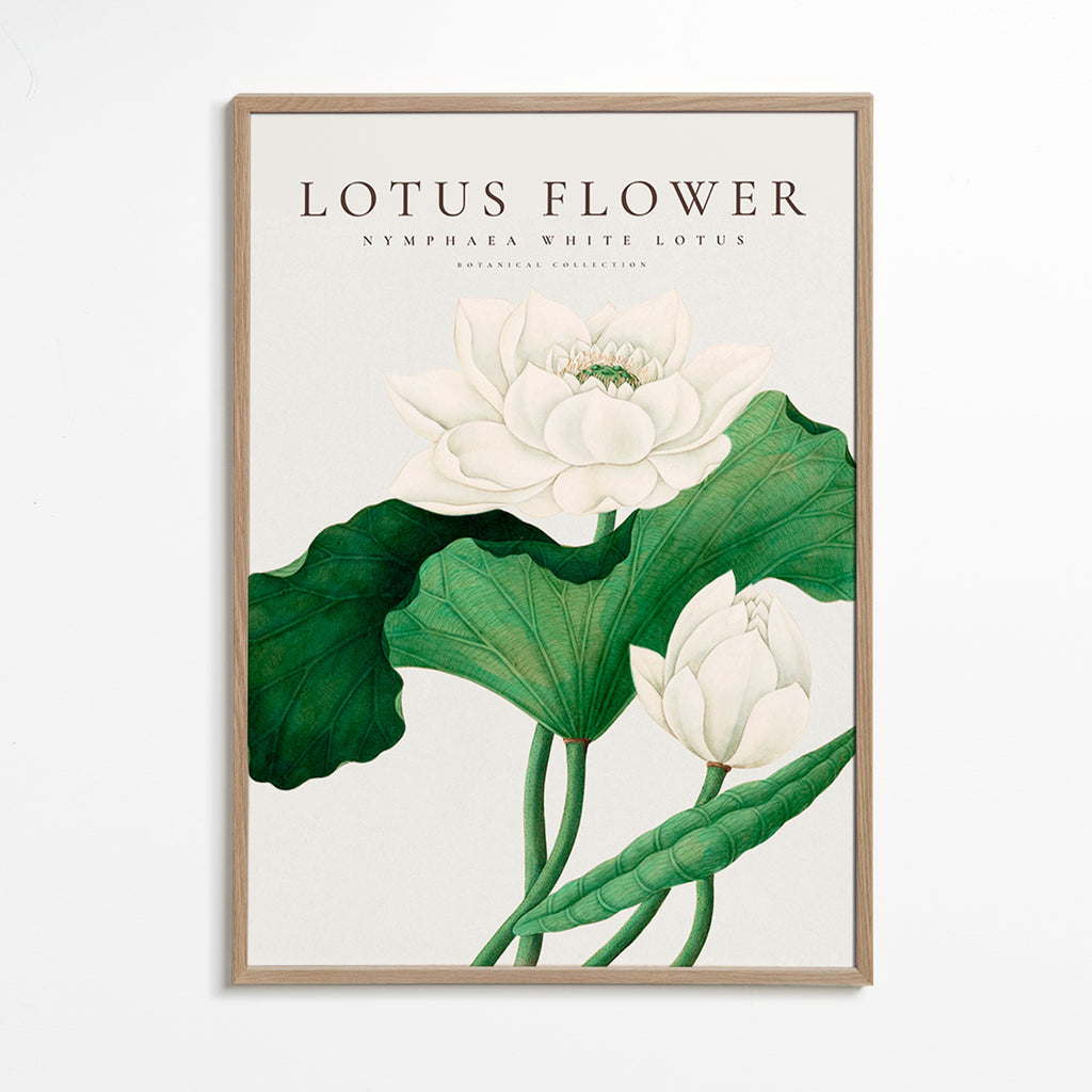 Botanisk poster Vit lotusstudie