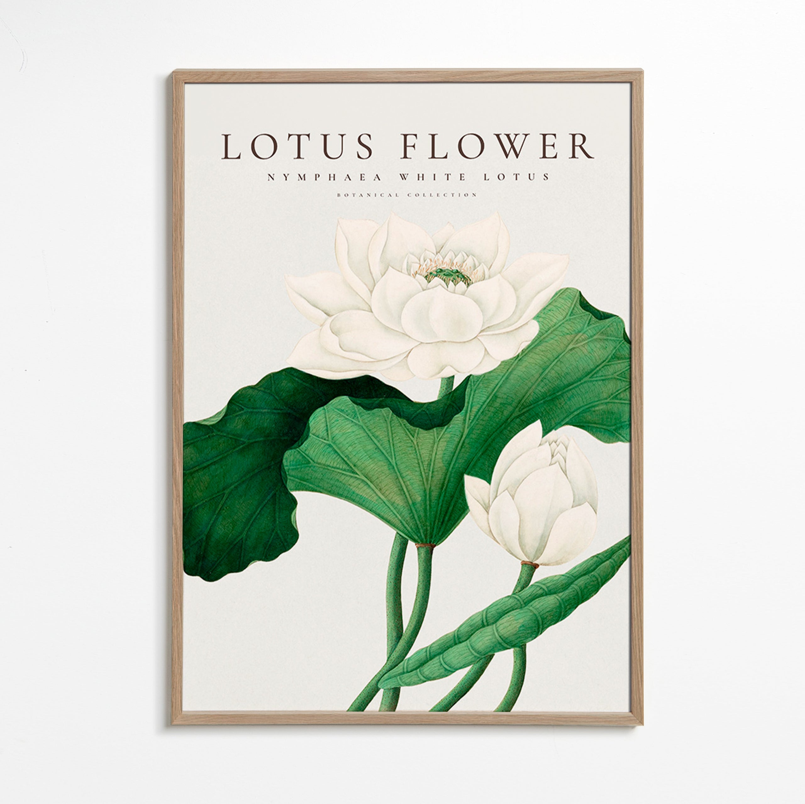 Botanisk poster Vit lotusstudie