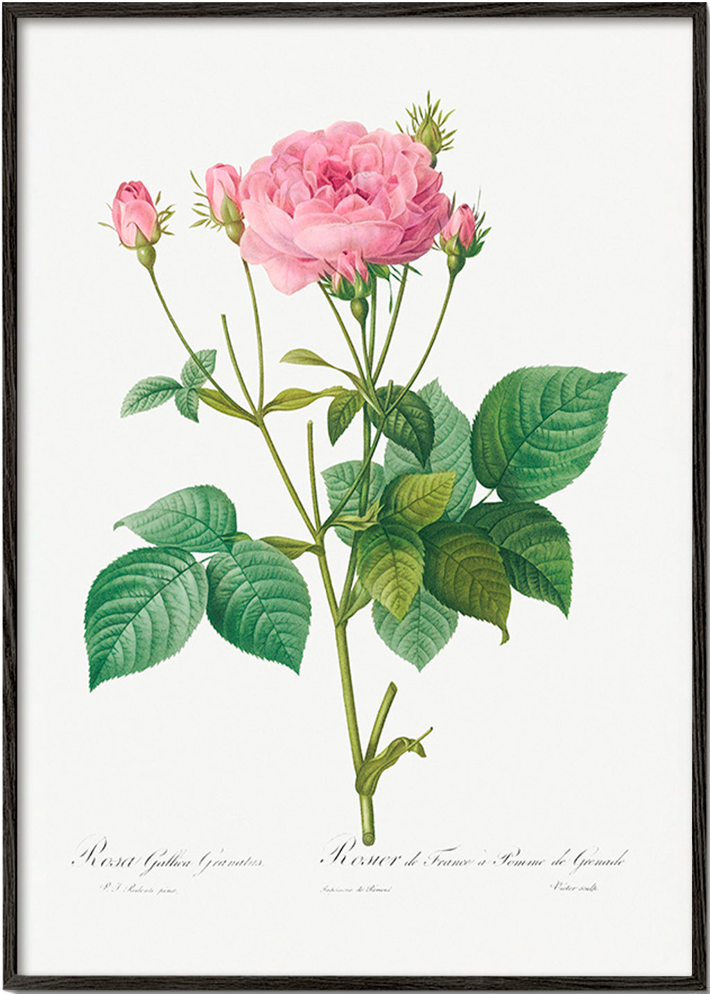 Botanisk poster Rosa Gallica – Black Frame