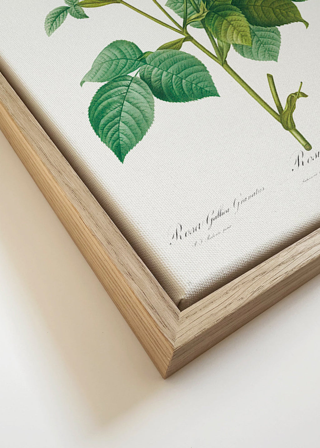 Botanisk poster Rosa Gallica – Canvas detail