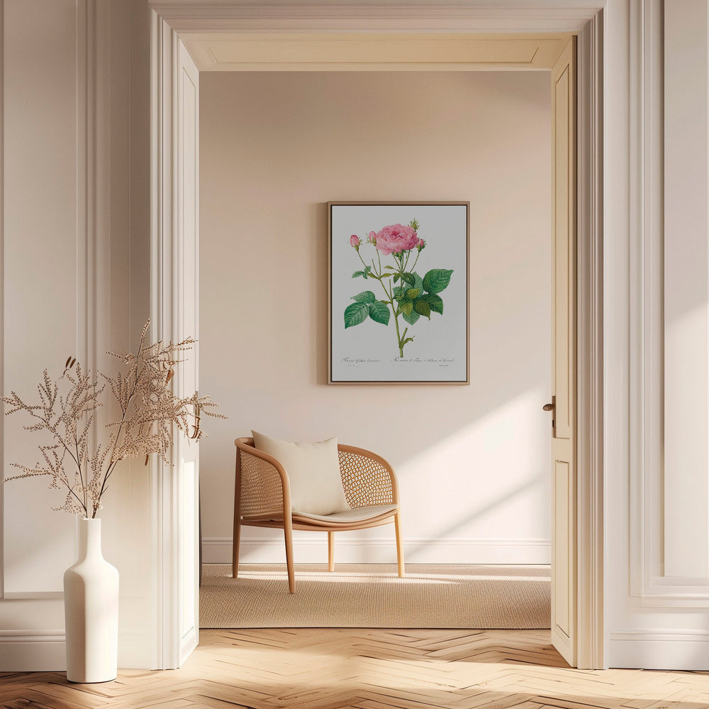 Botanisk poster Rosa Gallica – Canvas1