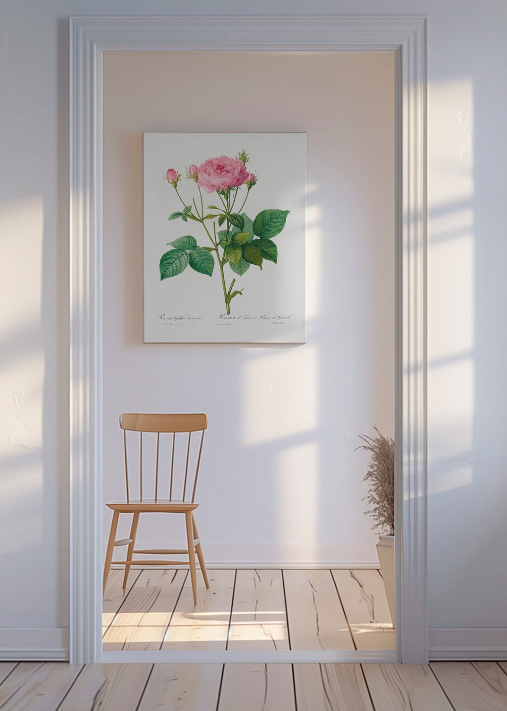 Botanisk poster Rosa Gallica – Canvas