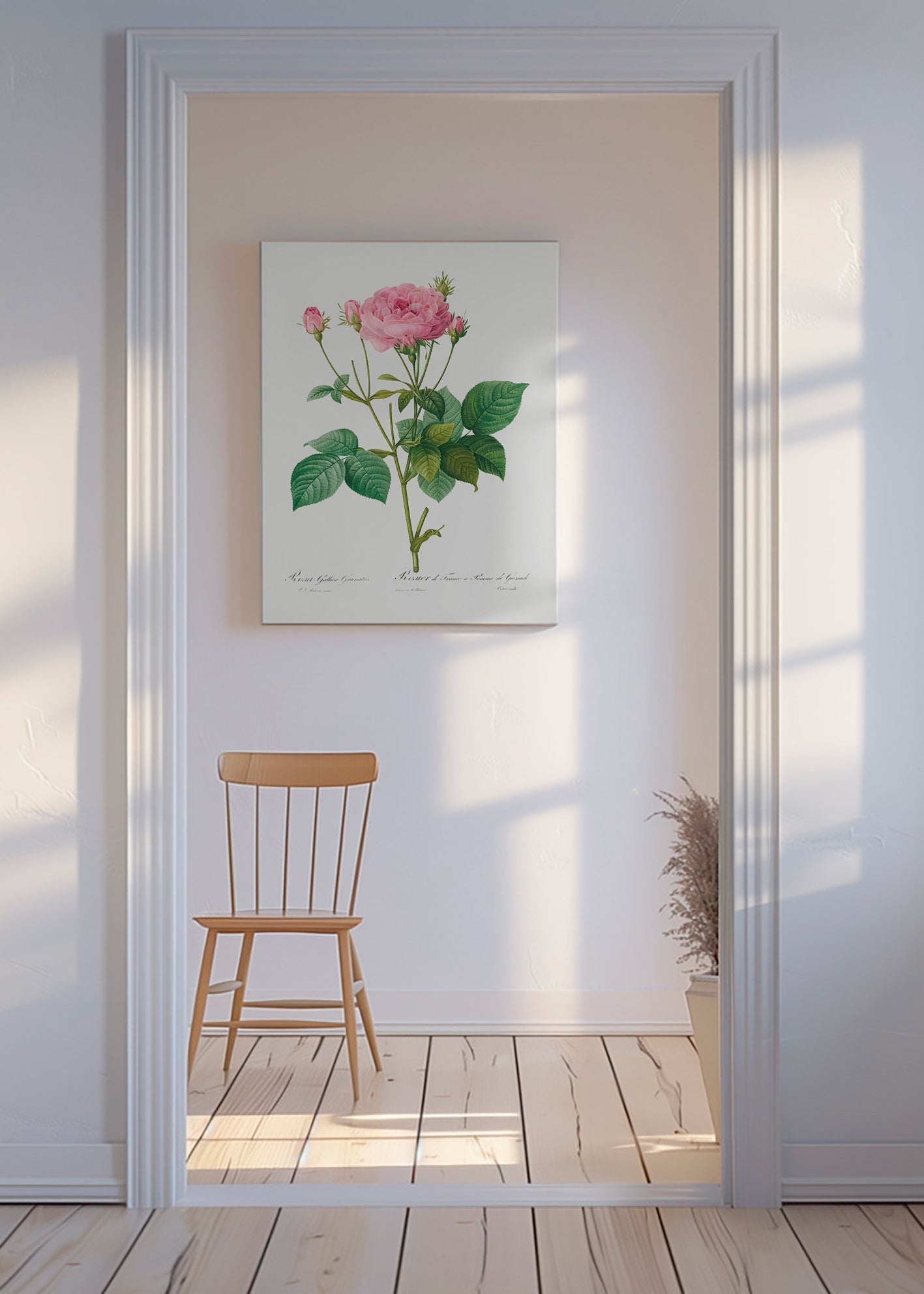 Botanisk poster Rosa Gallica – Canvas