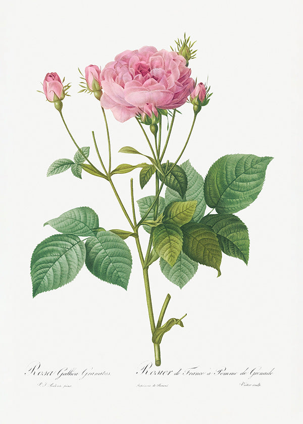 Botanisk poster Rosa Gallica