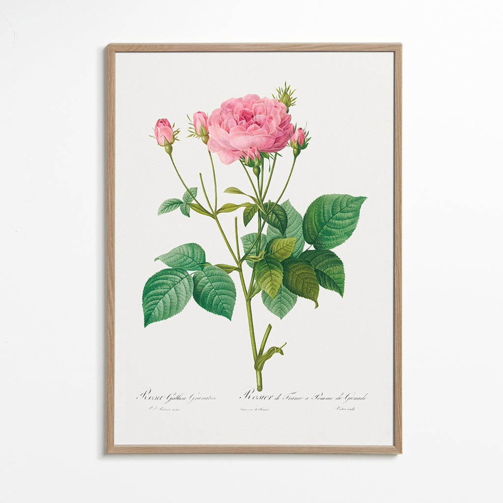 Botanisk poster Rosa Gallica – Oak Frame