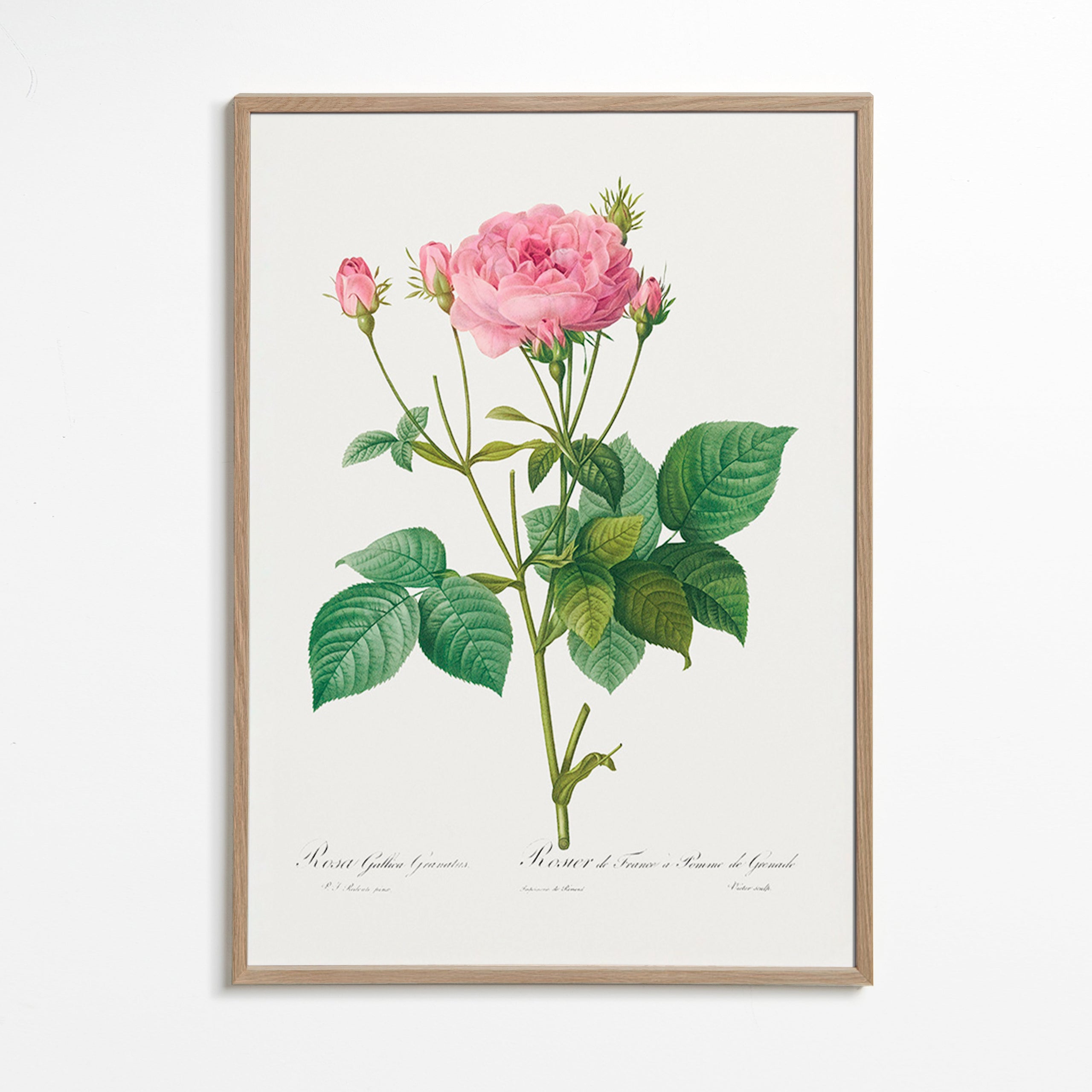 Botanisk poster Rosa Gallica – Oak Frame