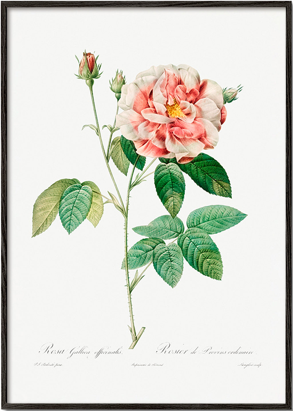 Botanisk print Rosa Gallica vetenskaplig platta – Black Frame