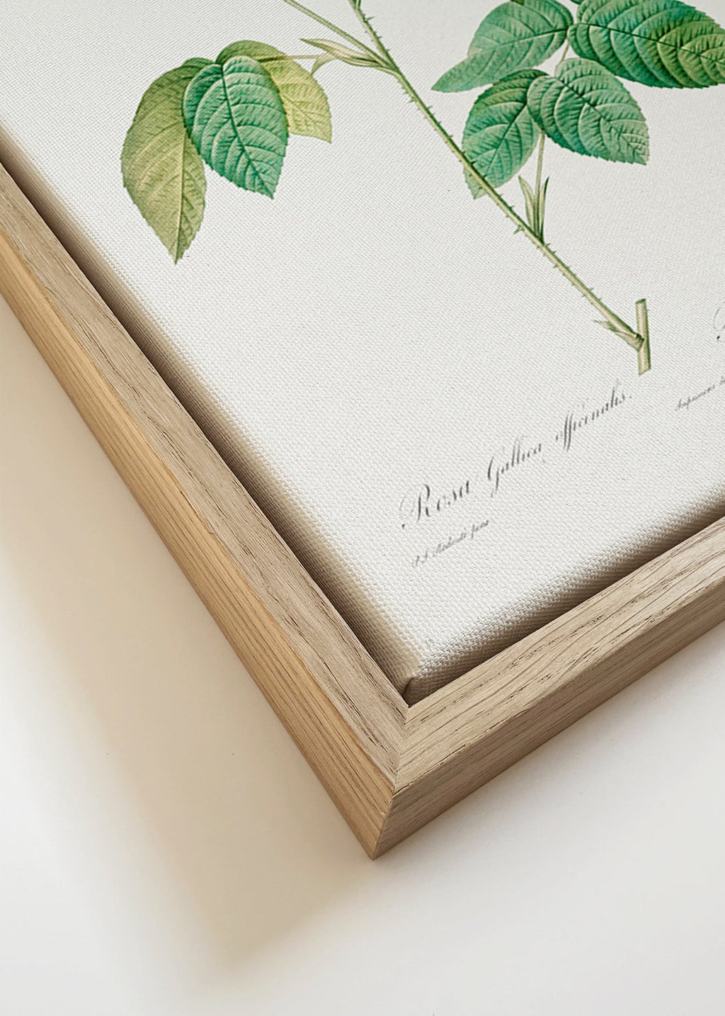 Botanisk print Rosa Gallica vetenskaplig platta – Canvas detail