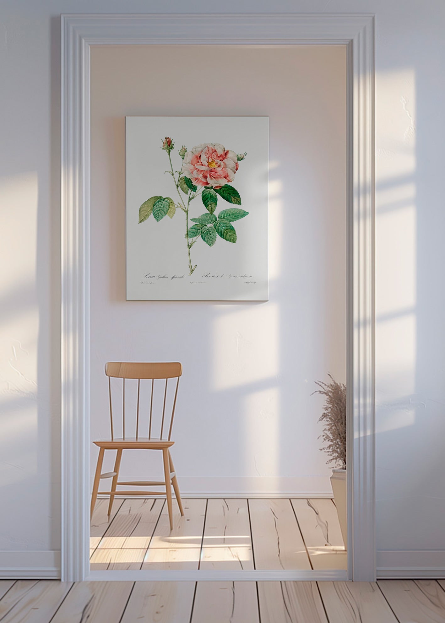 Botanisk print Rosa Gallica vetenskaplig platta – Canvas