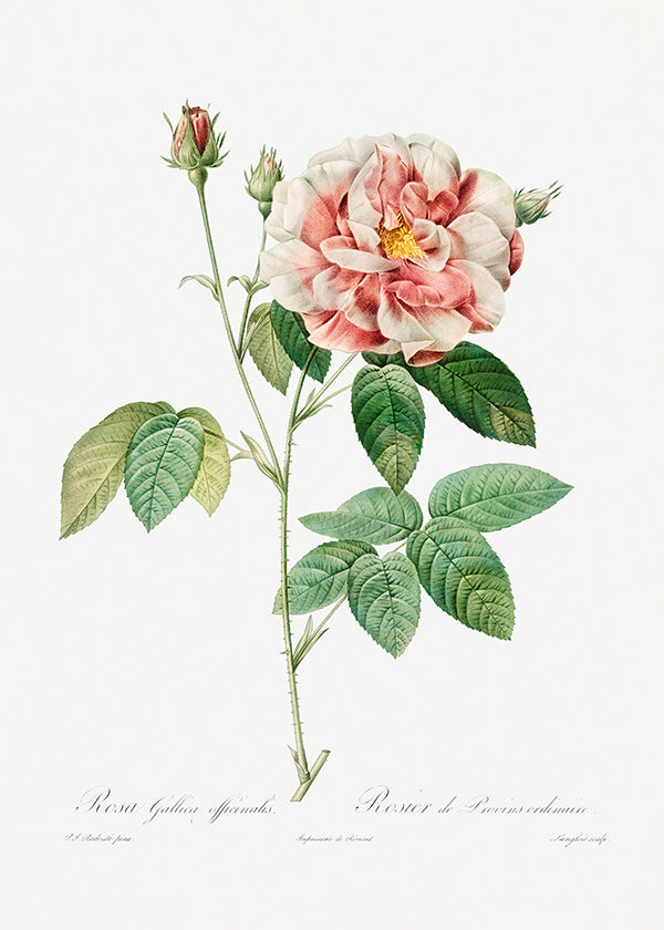 Botanisk print Rosa Gallica vetenskaplig platta