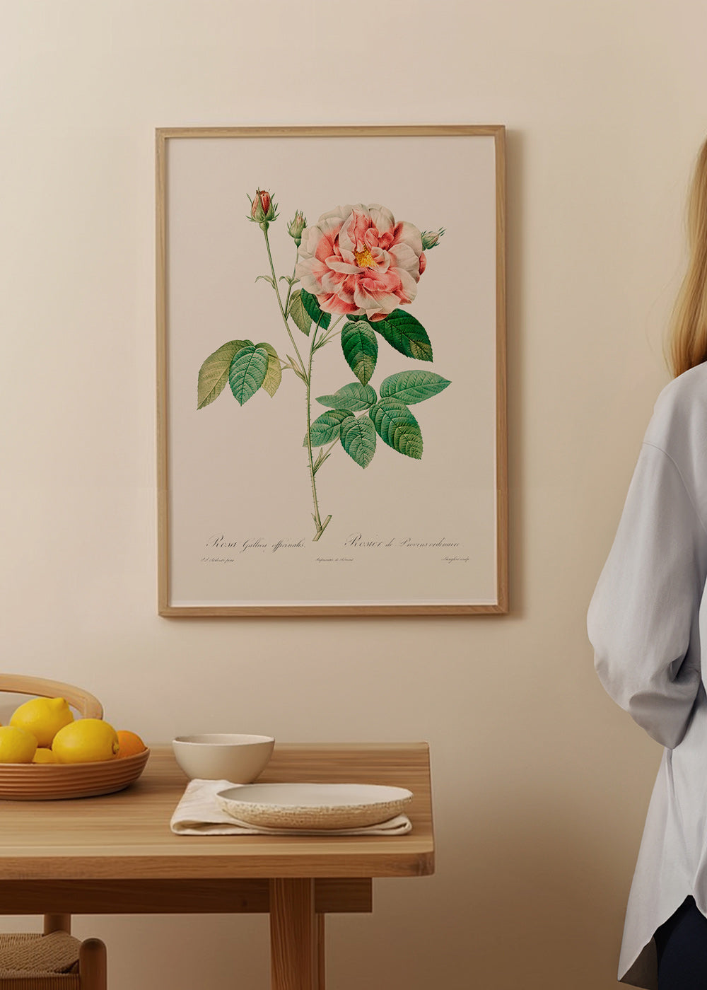 Botanisk print Rosa Gallica vetenskaplig platta – Product1