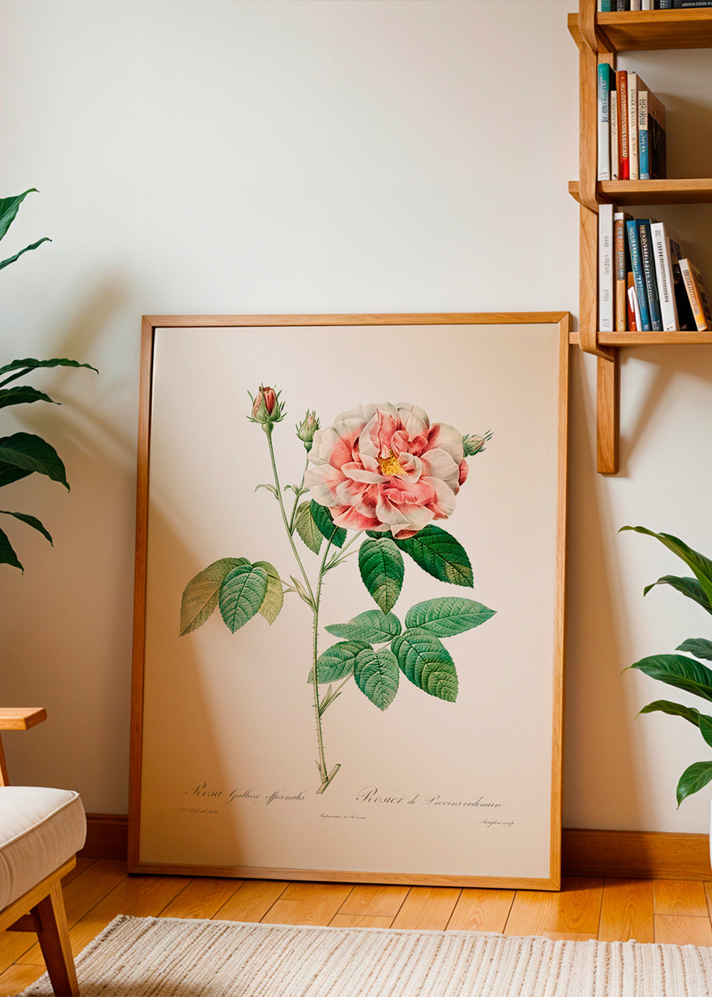 Botanisk print Rosa Gallica vetenskaplig platta – Product3