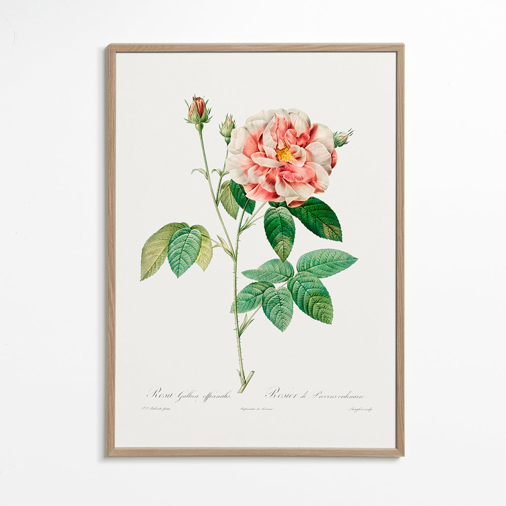 Botanisk print Rosa Gallica vetenskaplig platta – Oak Frame