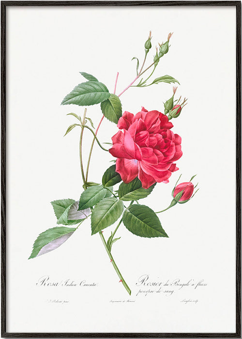 Botanisk poster med röd ros i närbild – Black Frame