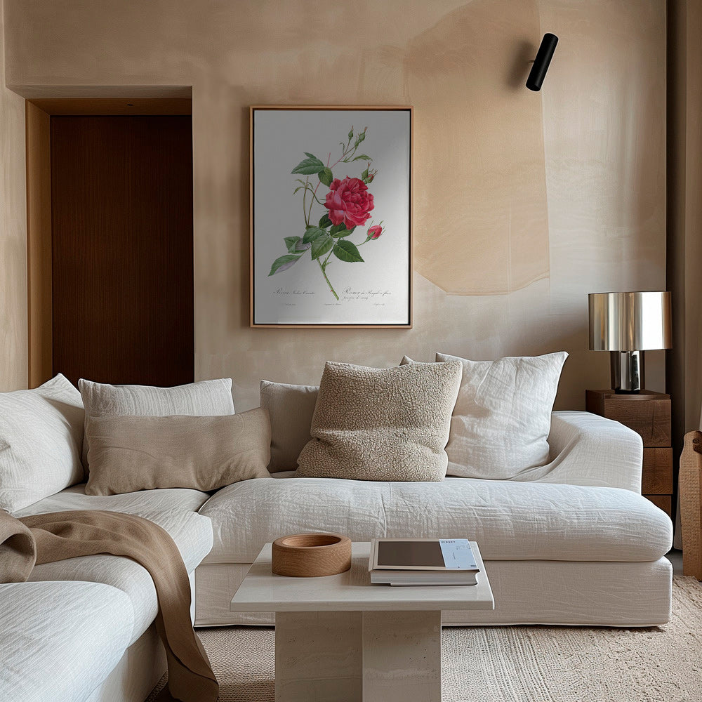 Lámina botánica con rosa roja en primer plano – Canvas1