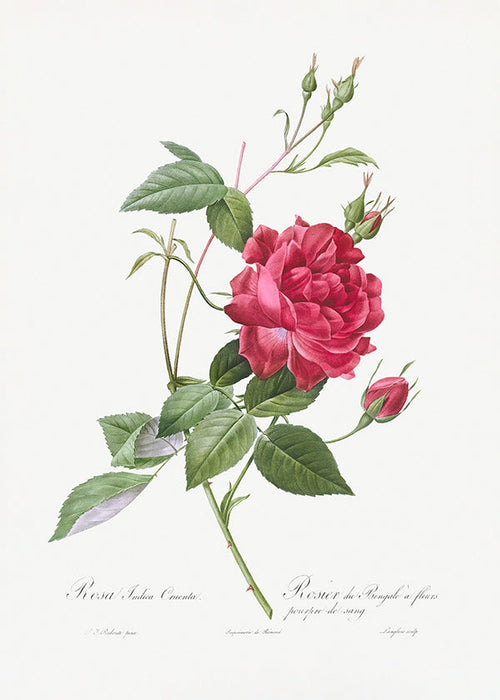 Botanisk poster med röd ros i närbild