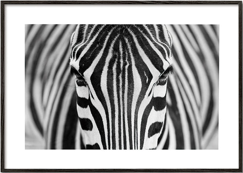 Zebra närbild – Black Frame
