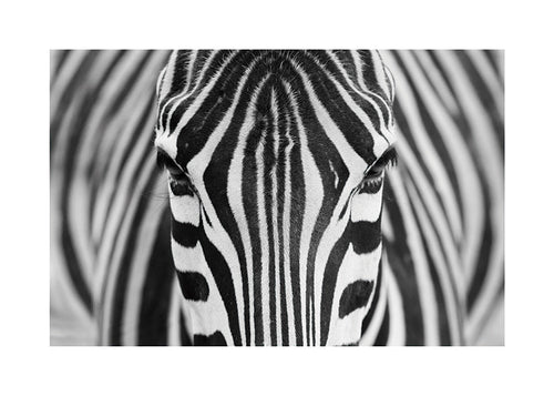 Zebra närbild