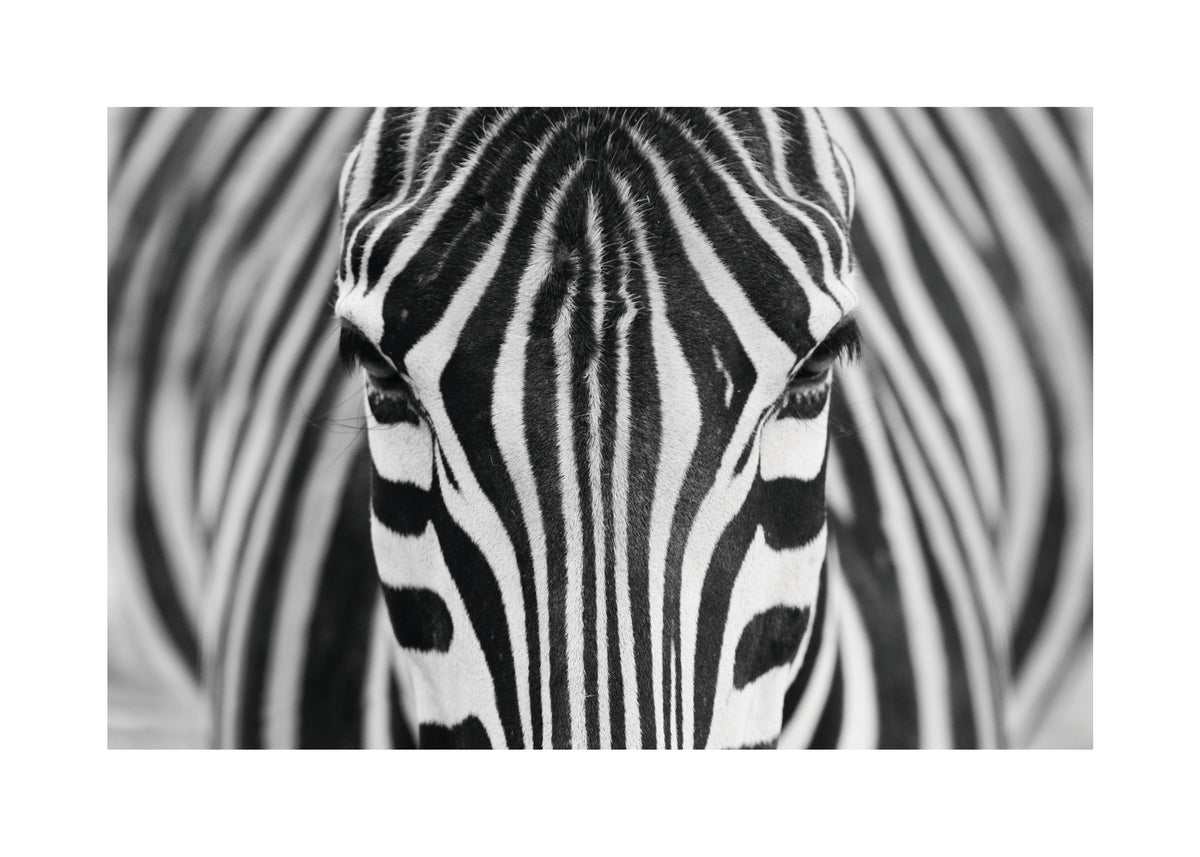 Zepra - Unframed art print