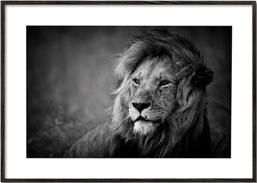 Lejonporträtt fotografi – Black Frame