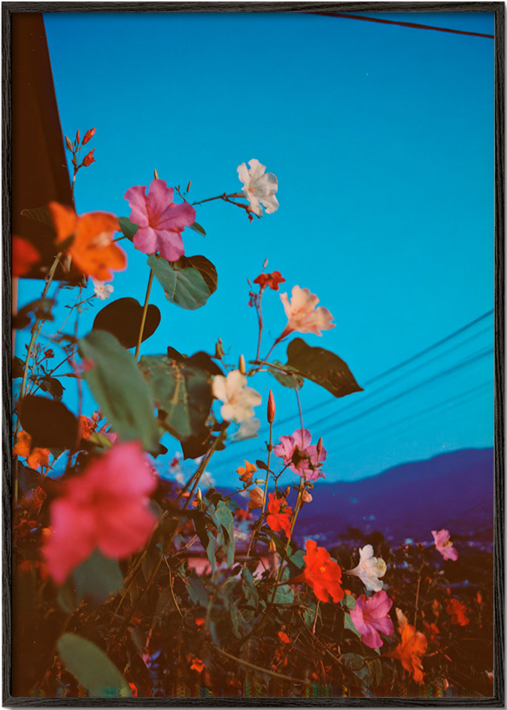 Botanisk poster: bougainvillea i skymning