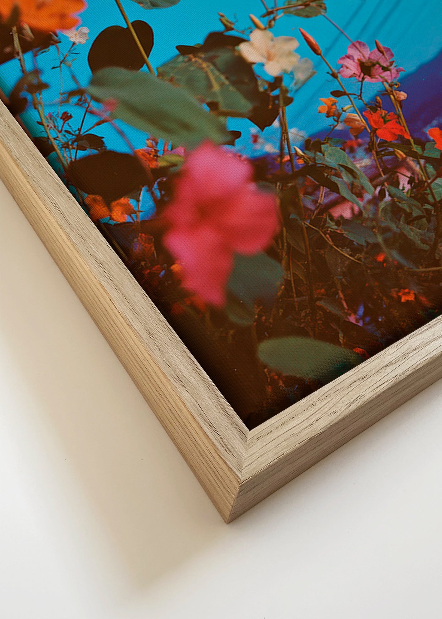 Botanisk poster: bougainvillea i skymning