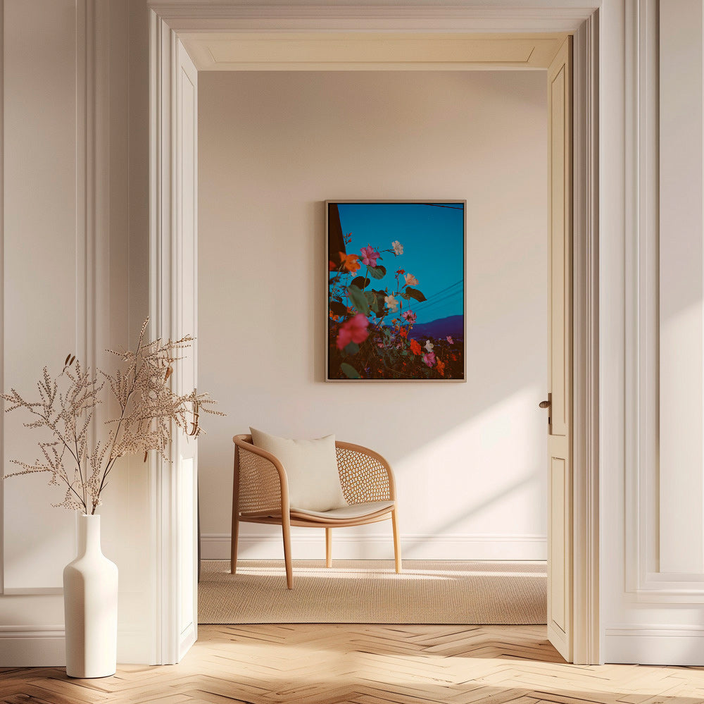 Botanisk poster: bougainvillea i skymning