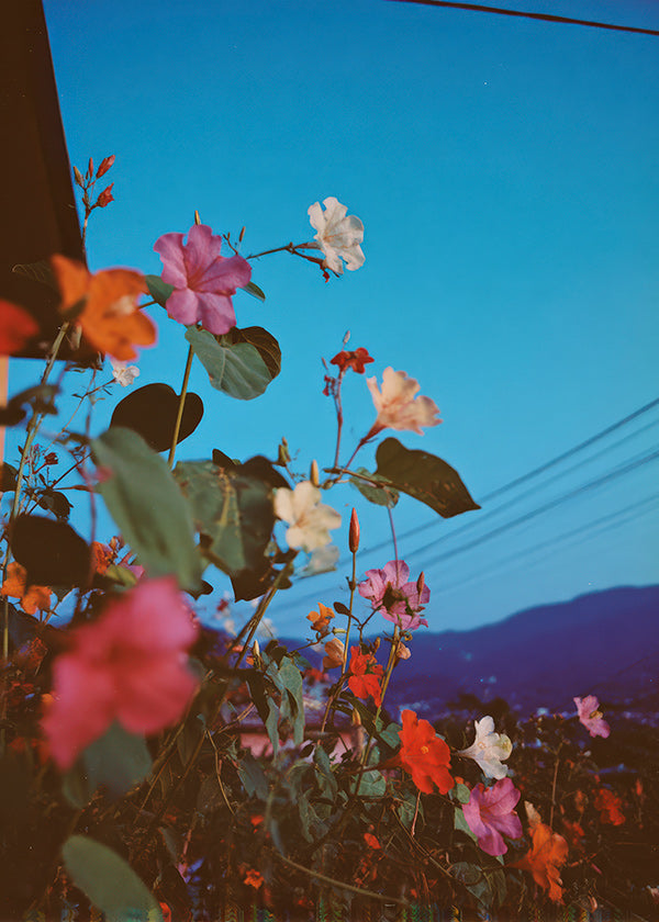 Botanisk poster: bougainvillea i skymning