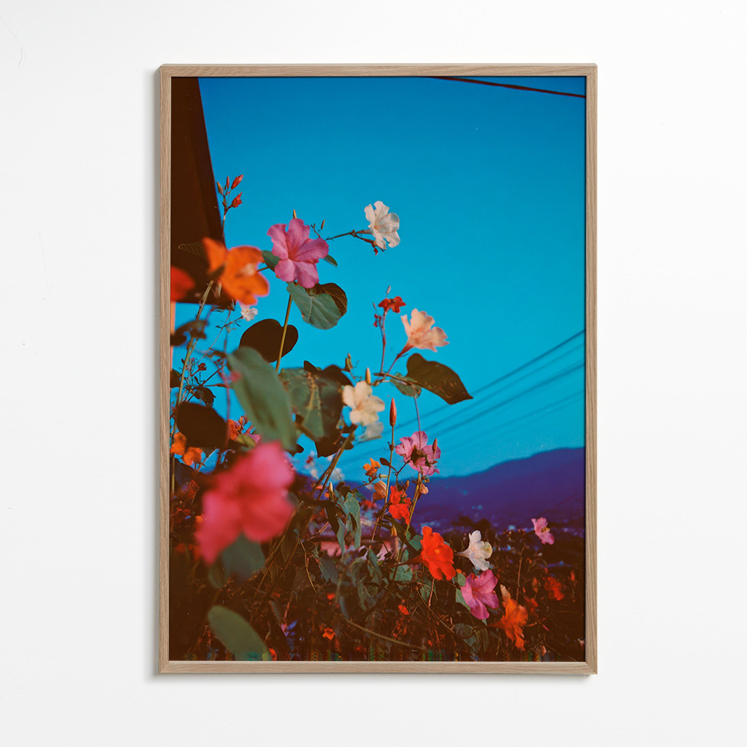 Botanisk poster: bougainvillea i skymning
