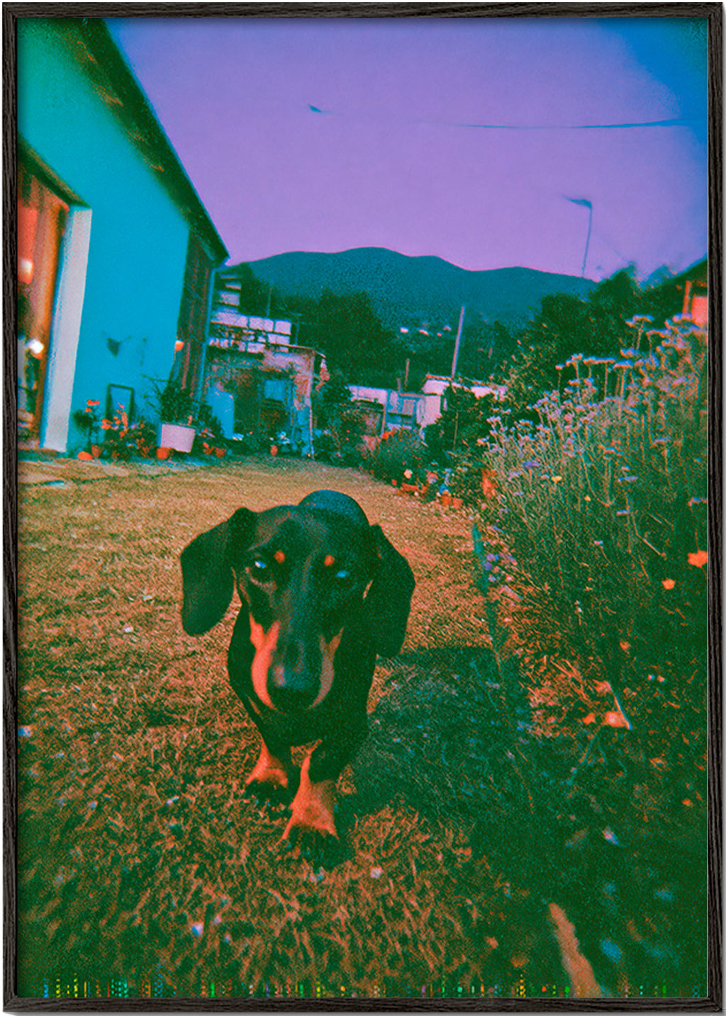 Hund i skymningsfoto