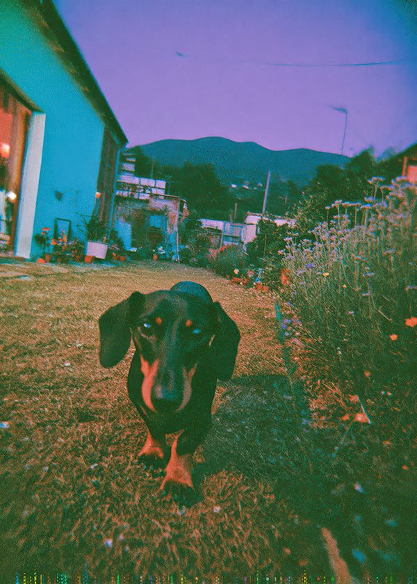 Hund i skymningsfoto