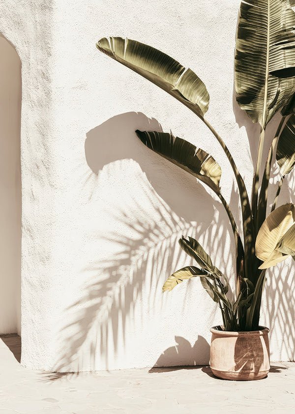 Botanisk poster: krukpalm