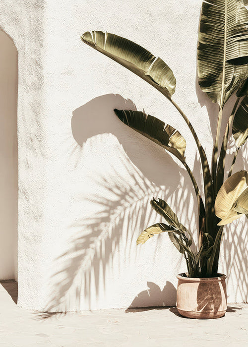 Botanisk poster: krukpalm