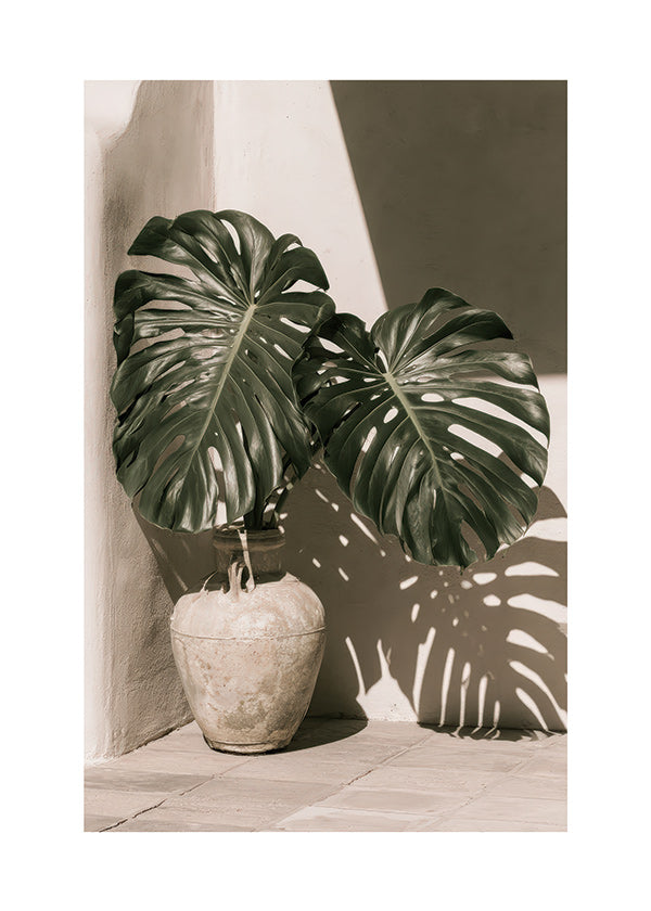 Botanisk poster Monstera i kruka