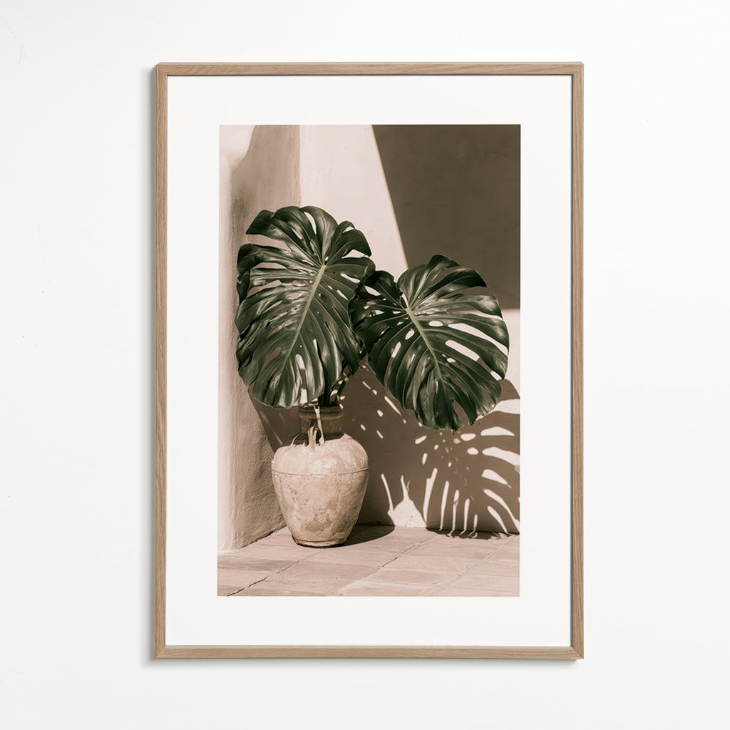 Botanisk poster Monstera i kruka